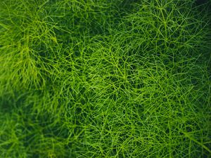 Preview wallpaper grass, green, plant, macro