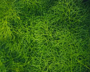 Preview wallpaper grass, green, plant, macro