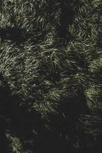 Preview wallpaper grass, green, shadow