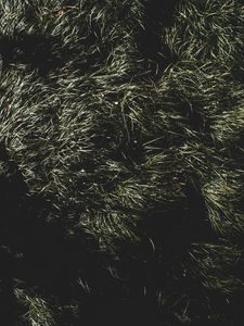Preview wallpaper grass, green, shadow