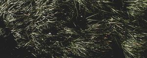 Preview wallpaper grass, green, shadow