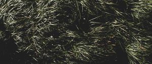 Preview wallpaper grass, green, shadow
