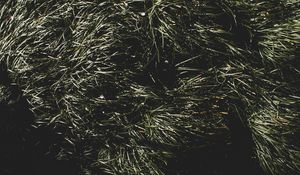 Preview wallpaper grass, green, shadow
