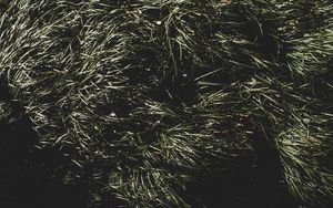 Preview wallpaper grass, green, shadow