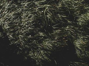 Preview wallpaper grass, green, shadow