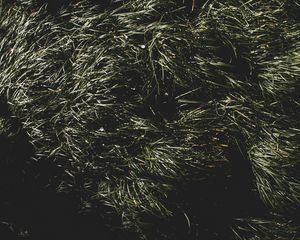 Preview wallpaper grass, green, shadow