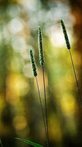 Preview wallpaper grass, green, small, bright