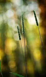 Preview wallpaper grass, green, small, bright