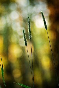 Preview wallpaper grass, green, small, bright