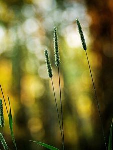 Preview wallpaper grass, green, small, bright