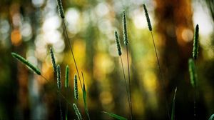 Preview wallpaper grass, green, small, bright