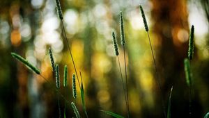 Preview wallpaper grass, green, small, bright