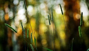 Preview wallpaper grass, green, small, bright