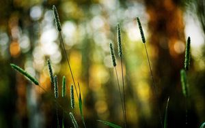 Preview wallpaper grass, green, small, bright