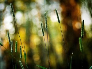 Preview wallpaper grass, green, small, bright