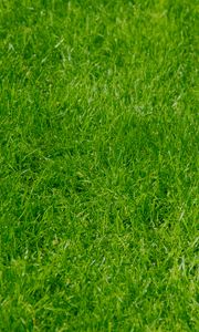Preview wallpaper grass, green, summer