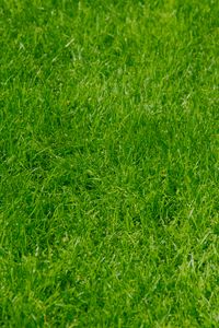 Preview wallpaper grass, green, summer