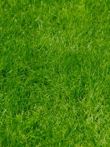 Preview wallpaper grass, green, summer