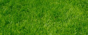 Preview wallpaper grass, green, summer