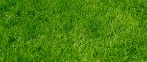 Preview wallpaper grass, green, summer