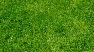 Preview wallpaper grass, green, summer