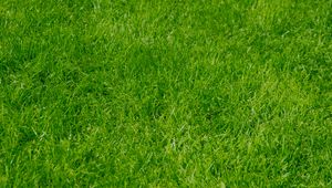 Preview wallpaper grass, green, summer