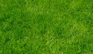 Preview wallpaper grass, green, summer