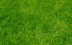 Preview wallpaper grass, green, summer