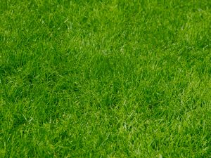 Preview wallpaper grass, green, summer