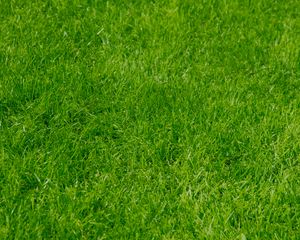 Preview wallpaper grass, green, summer