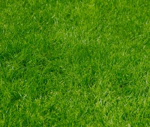 Preview wallpaper grass, green, summer