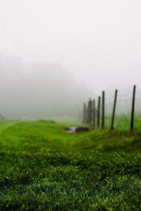 Preview wallpaper grass, green, summer, fog, fence, morning