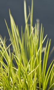 Preview wallpaper grass, green, vegetation, bunch