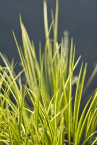 Preview wallpaper grass, green, vegetation, bunch