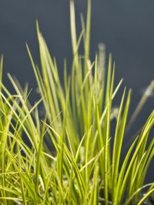 Preview wallpaper grass, green, vegetation, bunch