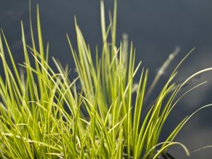 Preview wallpaper grass, green, vegetation, bunch