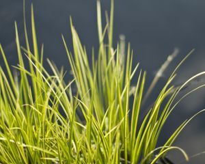 Preview wallpaper grass, green, vegetation, bunch