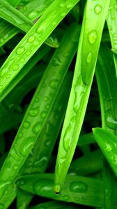 Preview wallpaper grass, green, wet, drop