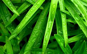 Preview wallpaper grass, green, wet, drop