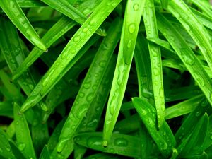 Preview wallpaper grass, green, wet, drop