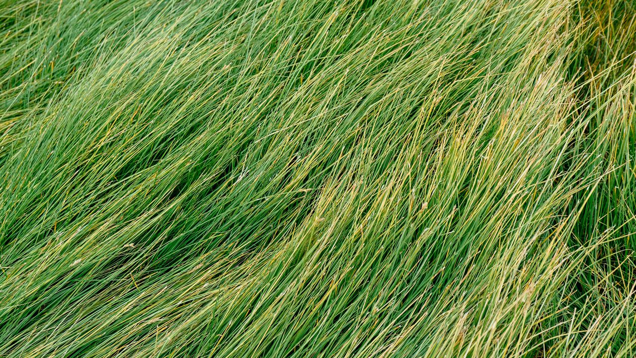 Wallpaper grass, green, wind