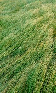 Preview wallpaper grass, green, wind