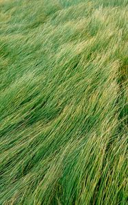 Preview wallpaper grass, green, wind