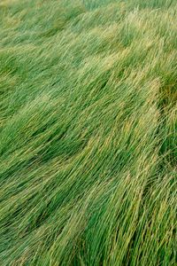 Preview wallpaper grass, green, wind