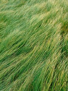 Preview wallpaper grass, green, wind