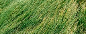 Preview wallpaper grass, green, wind