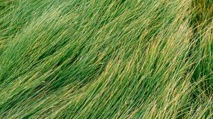 Preview wallpaper grass, green, wind
