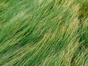 Preview wallpaper grass, green, wind