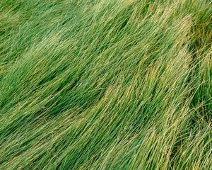 Preview wallpaper grass, green, wind