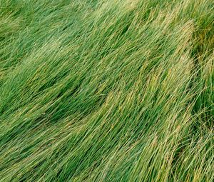 Preview wallpaper grass, green, wind